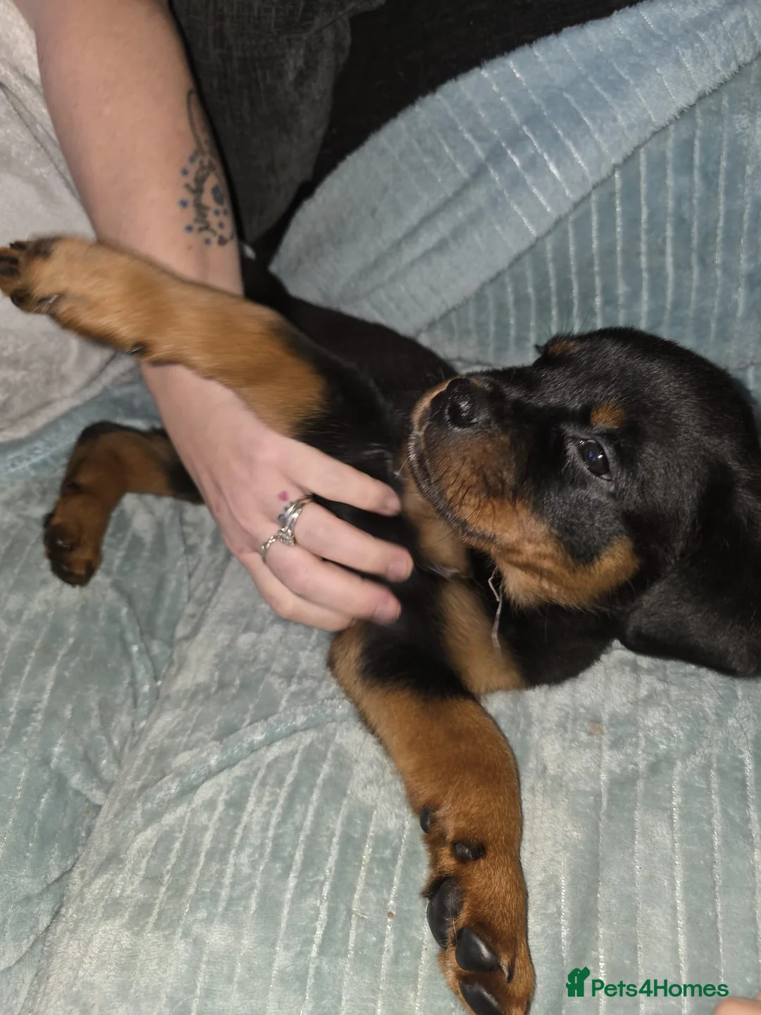 Rottweiler dogs for sale: Purebred Rottweiler Puppies ready to leave  - Advert 18