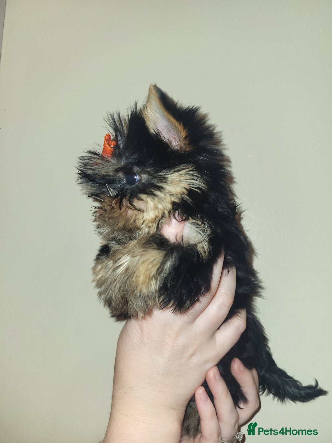 Yorkshire Terrier dogs for sale: Exceptional quality yorkshire terrier puppies  - Advert 5