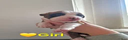 Boxer dogs for sale: Beautiful Pedigree Boxer Puppies - Advert 27