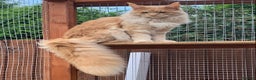 Maine Coon cats for stud: Maine Coon Pedigree for Stud.  GCCF Registered in Wellingborough - Advert 4