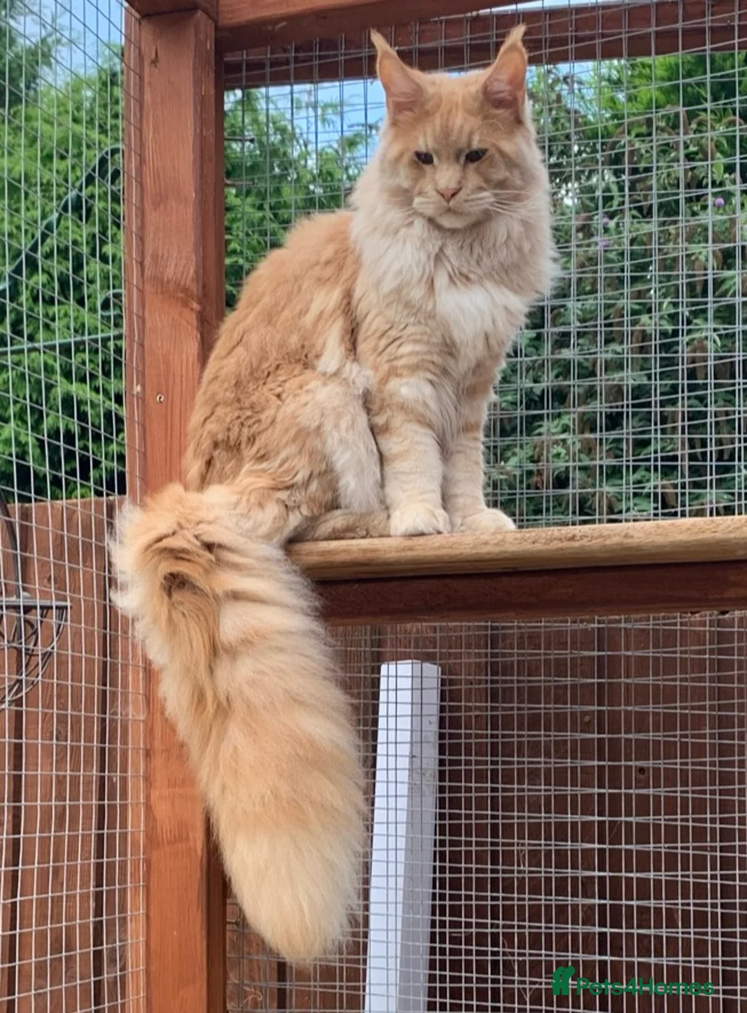 Maine Coon cats for stud: Maine Coon Pedigree for Stud.  GCCF Registered in Wellingborough - Advert 4