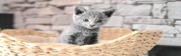 Russian Blue cats for sale: Pure Russian Blue kittens for sale 💙  - Advert 9
