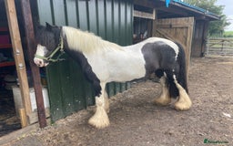 Irish Cob horses for sale: Mothers Dream - Advert 7