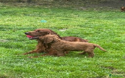Irish Doodle dogs for sale: Irish doodles - Image 23