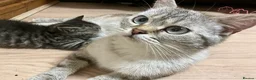 British Shorthair cats for sale: 1x BSH girl left  - Advert 2