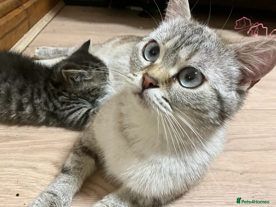 British Shorthair cats for sale: 1x BSH girl left  - Advert 2