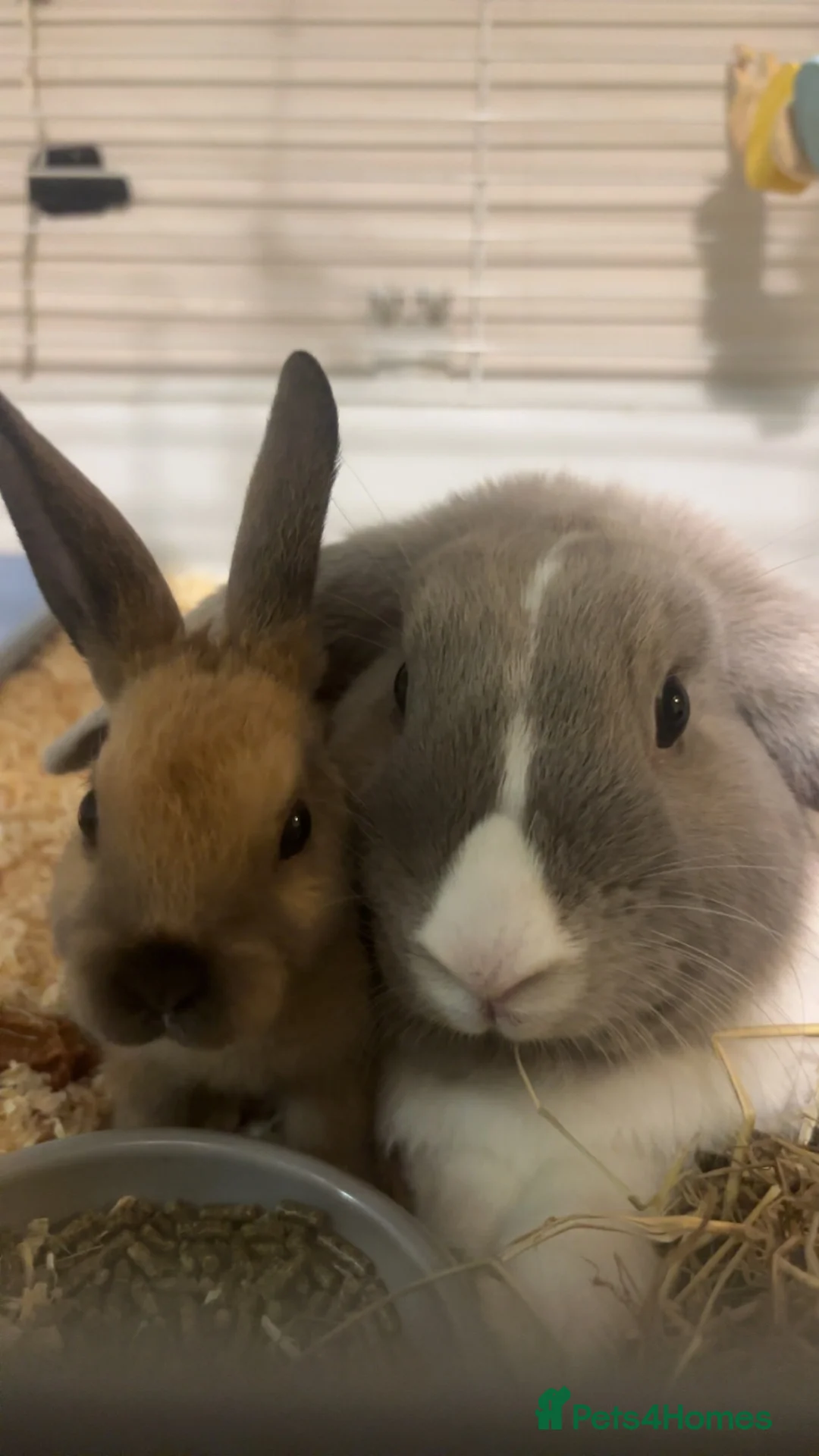 Mixed Breed rabbits for sale: rabbits  - Advert 2