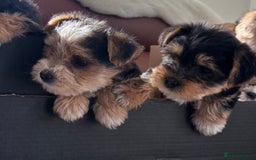 Mixed Breed dogs for sale: Yorkshire terrier/Jack Russell - Image 4