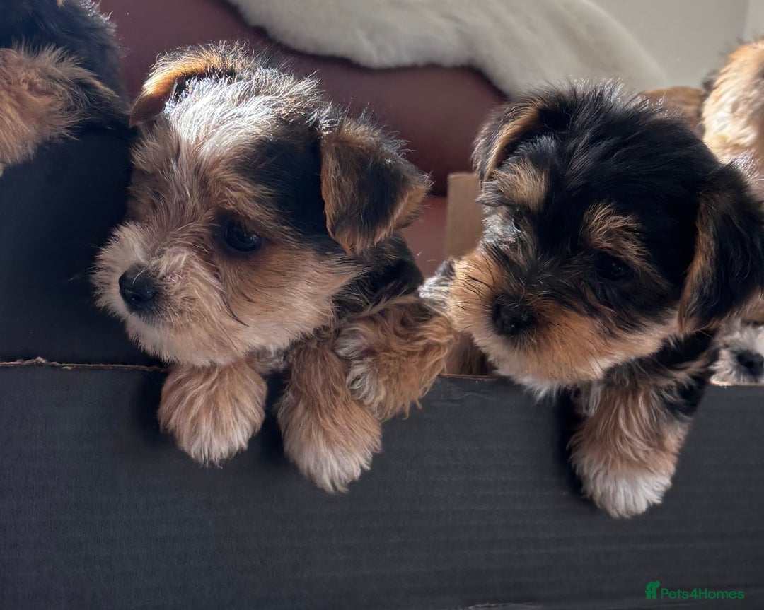 Mixed Breed dogs for sale: Yorkshire terrier/Jack Russell - Image 4