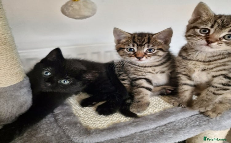 Mixed Breed cats - Advert 1