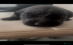 Labrador Retriever dogs for sale: Gorgeous Labrador puppies.  - Image 6