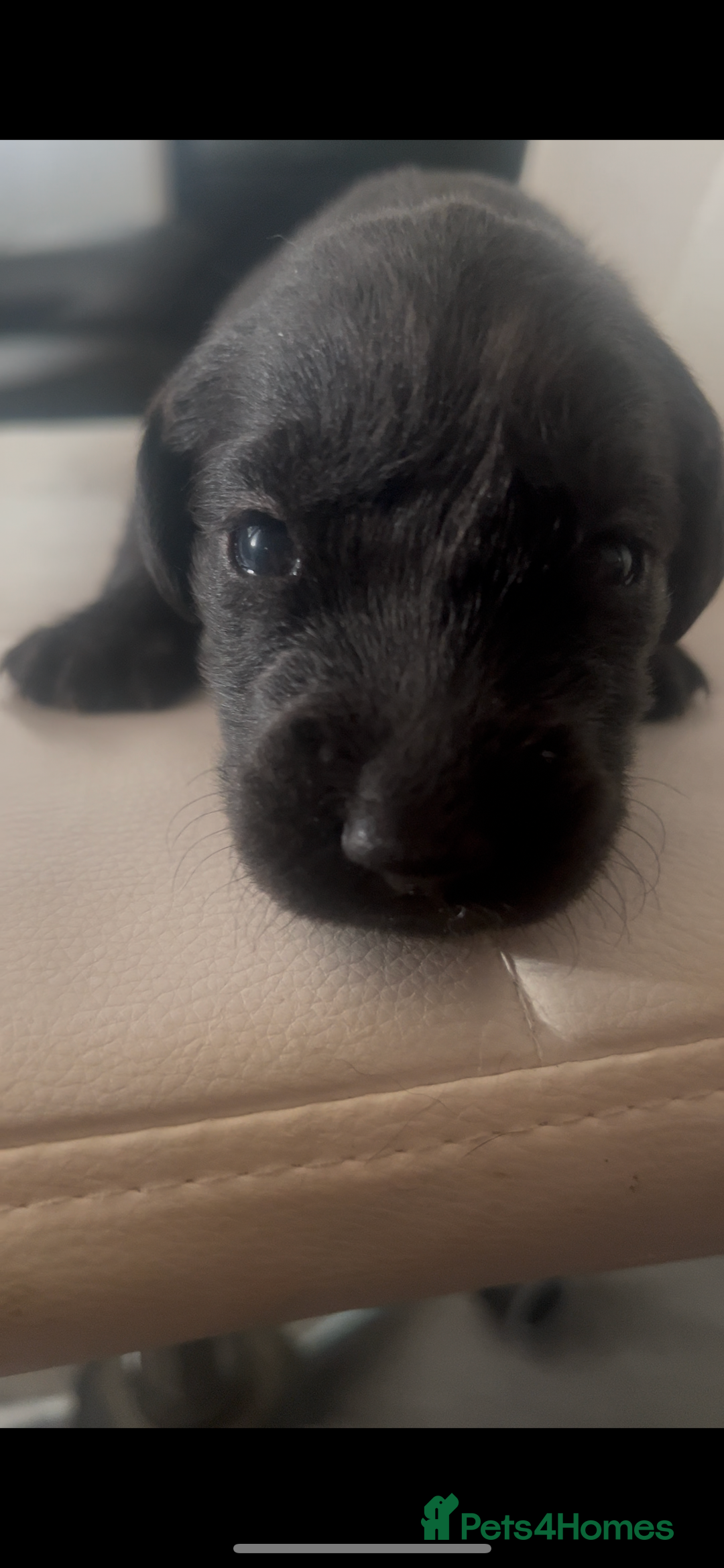 Labrador Retriever dogs for sale: Gorgeous Labrador puppies.  - Image 6
