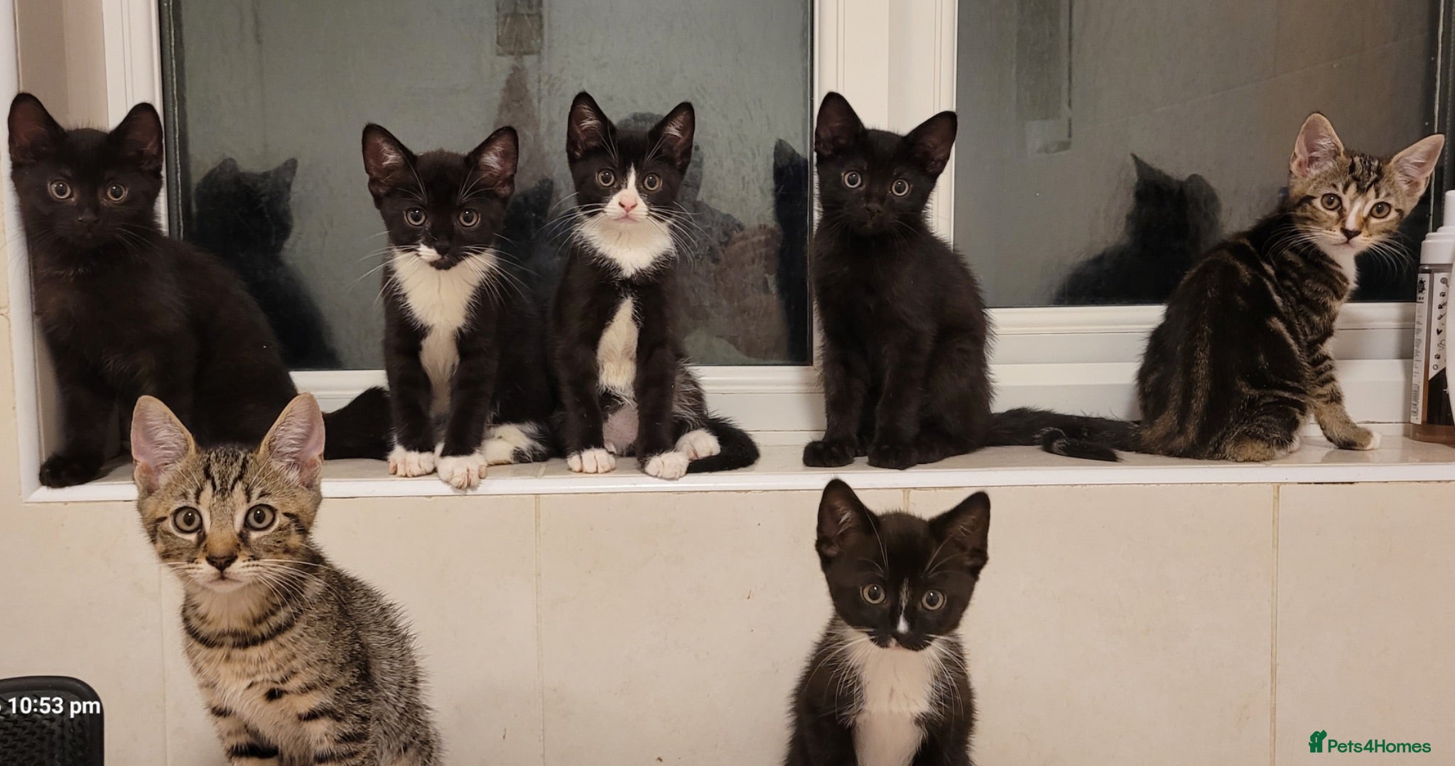 Mixed Breed cats Beautiful Kittens  - Advert 1