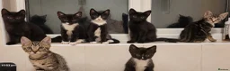 Mixed Breed cats for sale: Beautiful Kittens  - Advert 1