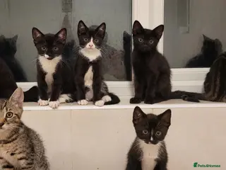 Mixed Breed cats Beautiful Kittens - Advert 1