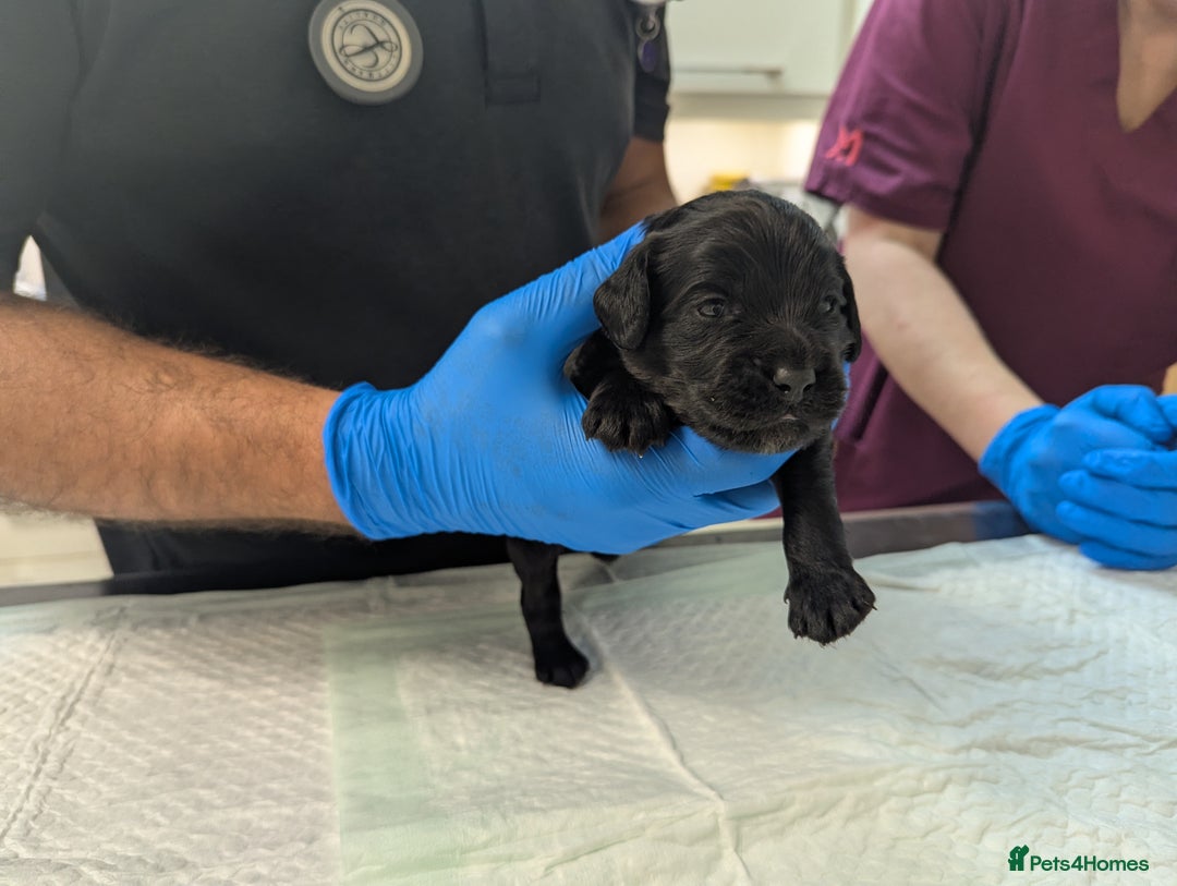 Cockapoo dogs for sale: •F1B Cockapoo Pups - Black & Tan - Ready 19th Dec• - Image 15