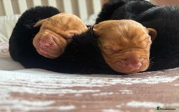 Hungarian Vizsla dogs for sale:  Adorable Vizsla Puppies for Sale🐶😍❤️ - Image 6