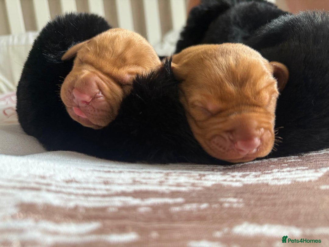 Hungarian Vizsla dogs for sale:  Adorable Vizsla Puppies for Sale🐶😍❤️ - Image 6