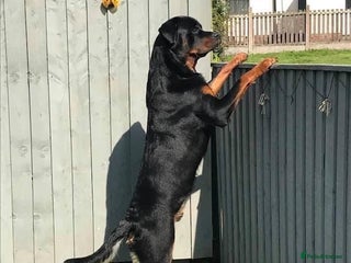 Rottweiler dogs - Advert 7