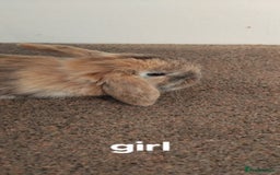 Mini Lop rabbits for sale: 4x gorgeous mini lop bunnies - Image 3