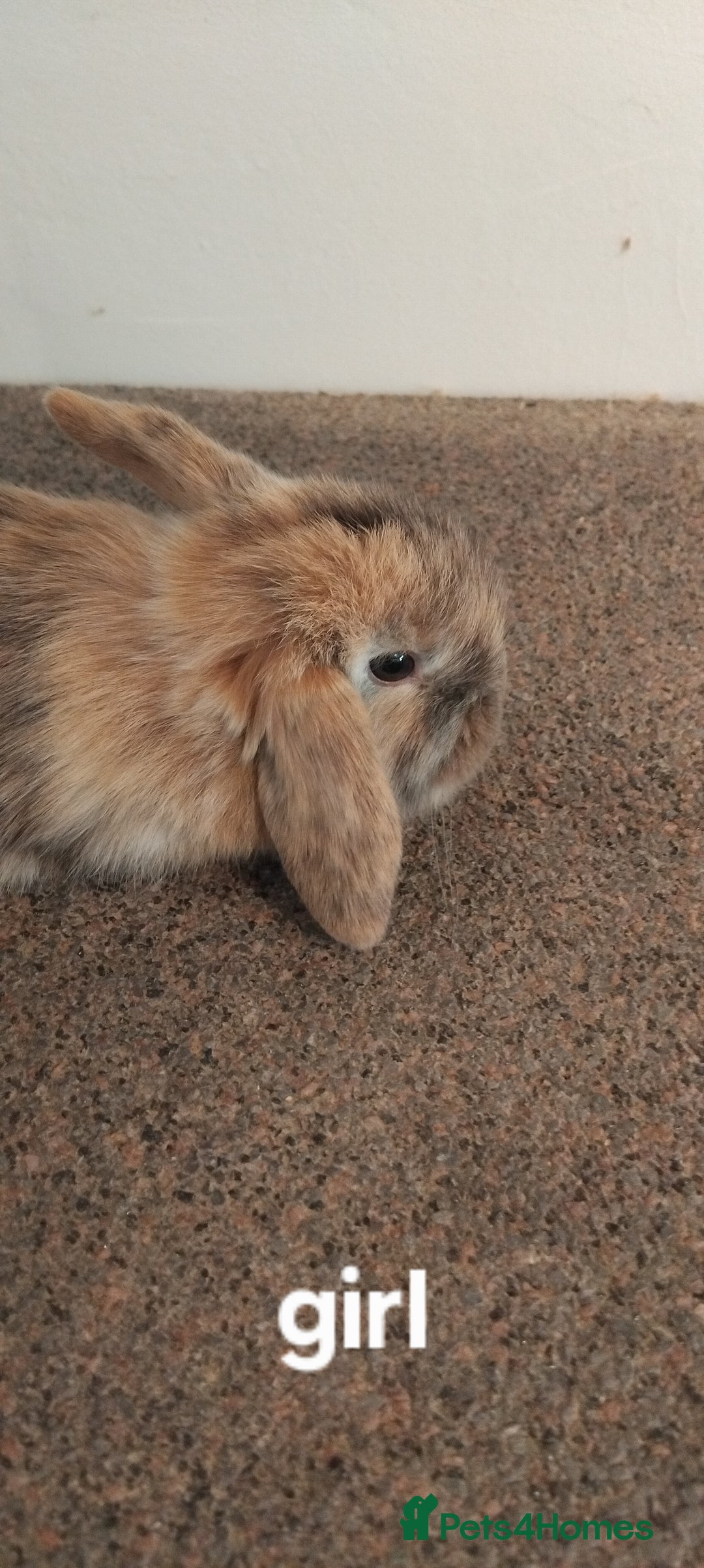 Mini Lop rabbits for sale: 4x gorgeous mini lop bunnies - Image 3