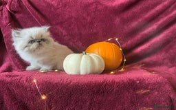 Persian cats for sale: 2 ULTRA AFFECTIONATE COLOURPOINT PERSIAN KITTENS  - Image 18