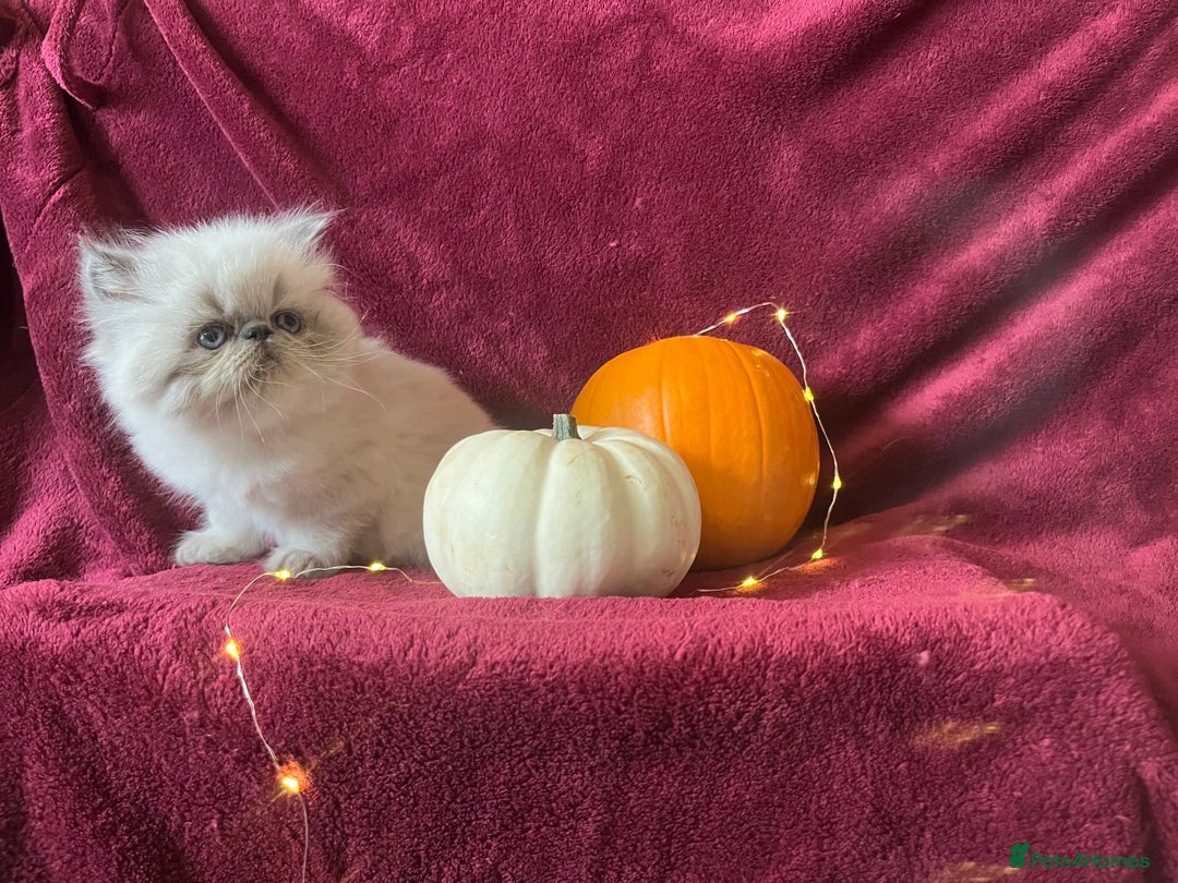 Persian cats for sale: 2 ULTRA AFFECTIONATE COLOURPOINT PERSIAN KITTENS  - Image 18