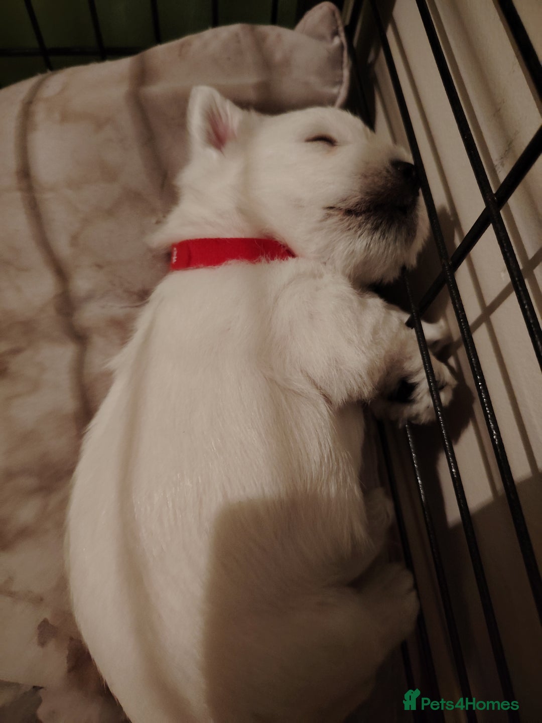 West Highland Terrier dogs for sale: West highland terrier puppies pedigree kc reg - Advert 2