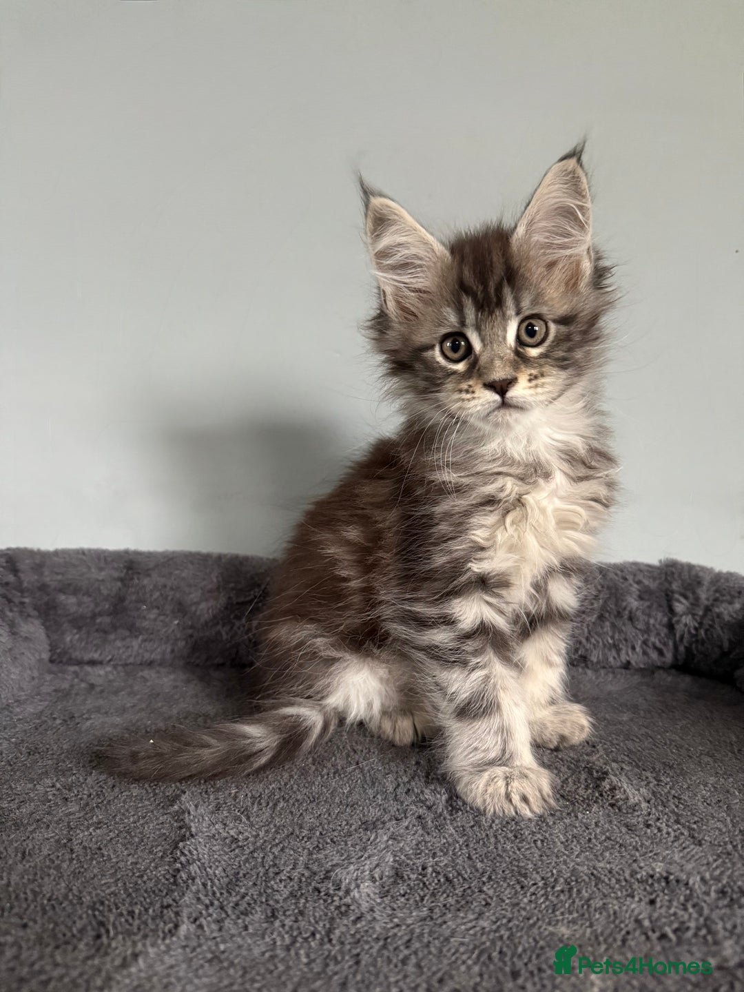 Maine Coon cats for sale: XL Russian Cubs 💛 - Image 5