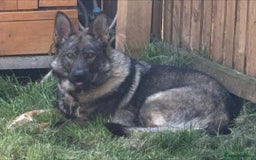 German Shepherd dogs for sale: Chunky German Shepherd Working Line Puppies  - Image 10