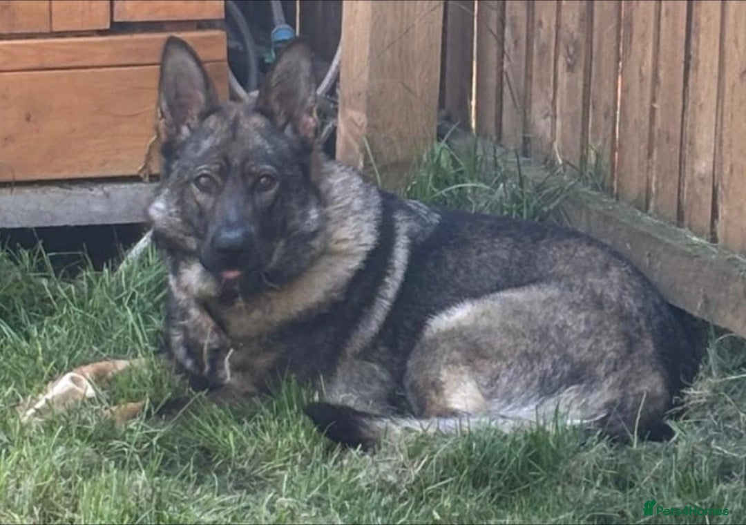 German Shepherd dogs for sale: Chunky German Shepherd Working Line Puppies  - Image 10