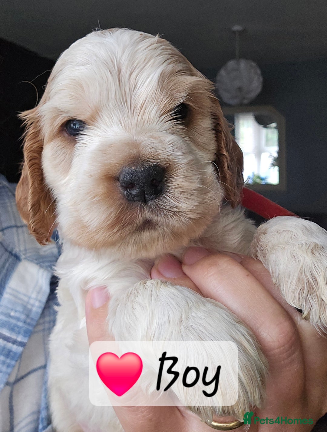 Cocker Spaniel dogs for sale: Show Type Cocker spaniel Puppies KC - Image 3