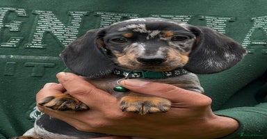 Miniature Dachshund dogs - Advert 3
