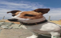 Jack Russell dogs for sale: Jack russell - Advert 1