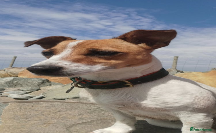 Jack Russell dogs Jack russell - Advert 1