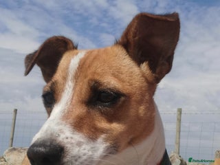 Jack Russell dogs Jack russell - Advert 1