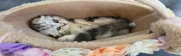 British Shorthair cats for sale: Amazing Scottish fold girls - Advert 23