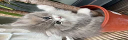 Persian cats for sale: Fluffy Adorable Persian Kittens–Ready to Go Now - Advert 2
