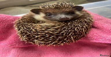 Pygmy Hedgehog rodents - Advert 9