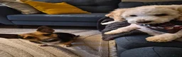 Jack Russell dogs for sale: Gus: Affectionate Jack Russell Seeks Loving Home - Advert 31