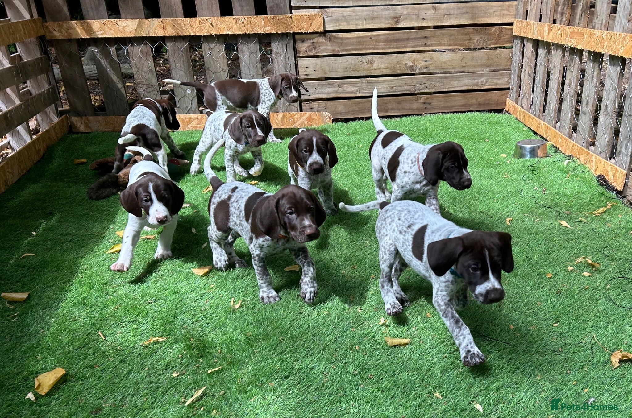 German Shorthaired Pointer dogs KC Reg GSP Pups (5 LEFT!) - Advert 1