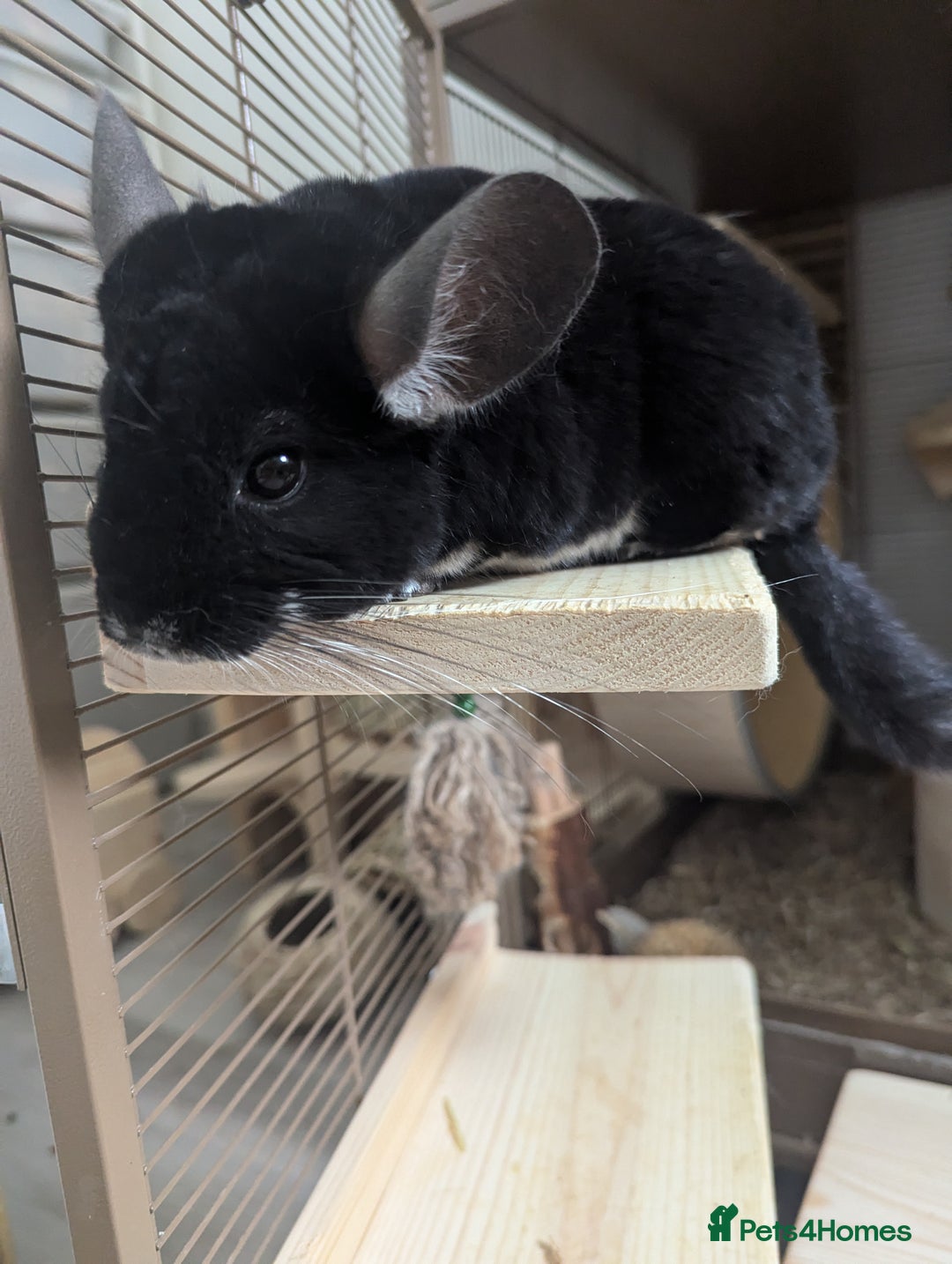 Chinchilla rodents for sale: Two Male Chinchillas with Cage and Set-Up - Advert 9