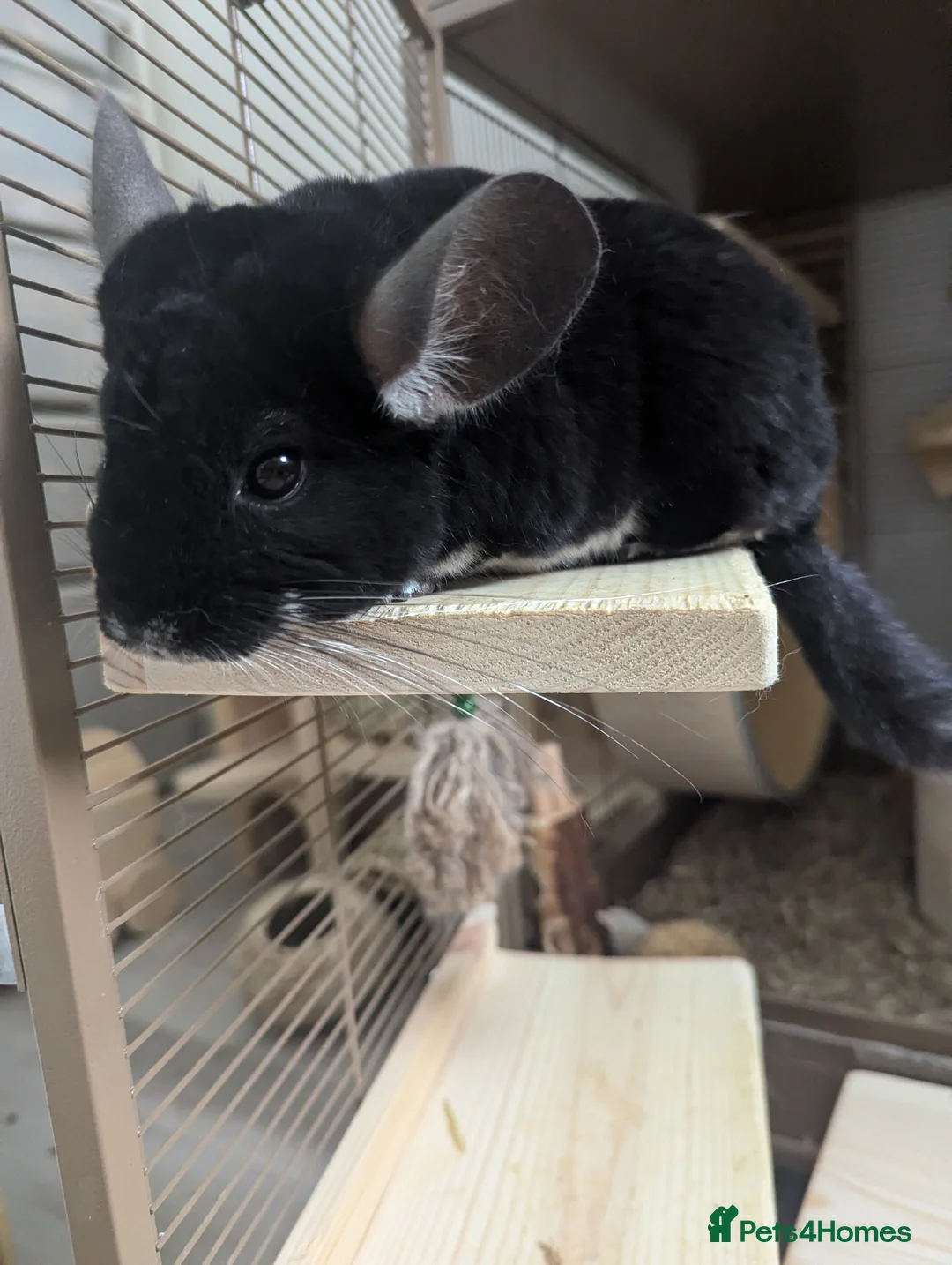 Chinchilla rodents for sale: Two Male Chinchillas with Cage and Set-Up - Advert 9