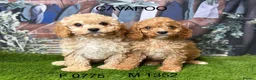 Cavapoo dogs for sale: Stunning Cavapoo puppies  - Advert 1