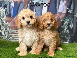 Cavapoo dogs Stunning Cavapoo puppies - Advert 1