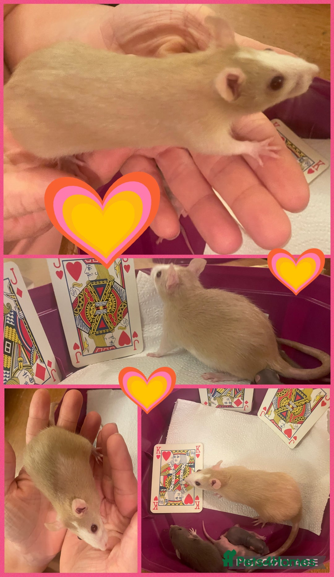 Rat rodents for sale: Baby dwarf rats  - Image 1