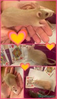 Rat rodents - Advert 8
