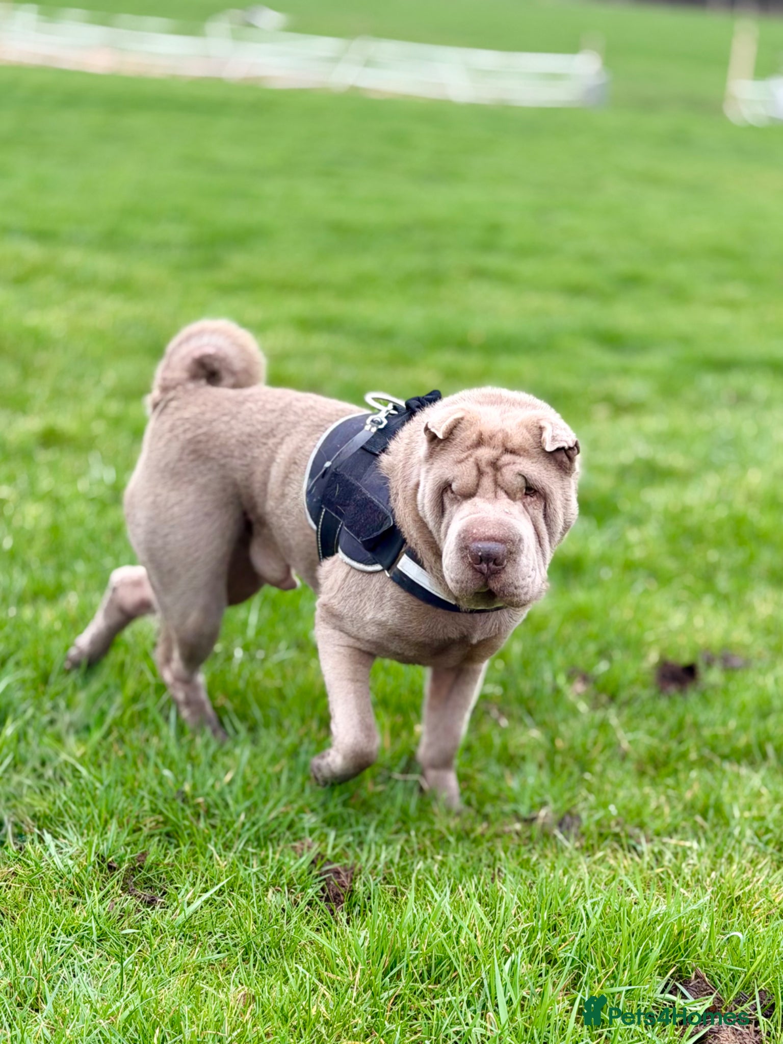 Shar Pei dogs Teddy needs a loving new home! - Advert 1