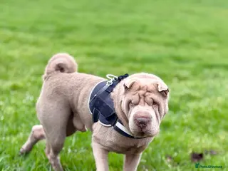 Shar Pei dogs Teddy needs a loving new home! - Advert 1