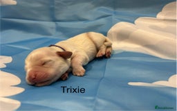 Double Doodle dogs for sale: Double doodle litter born 24/07/25 - Image 11